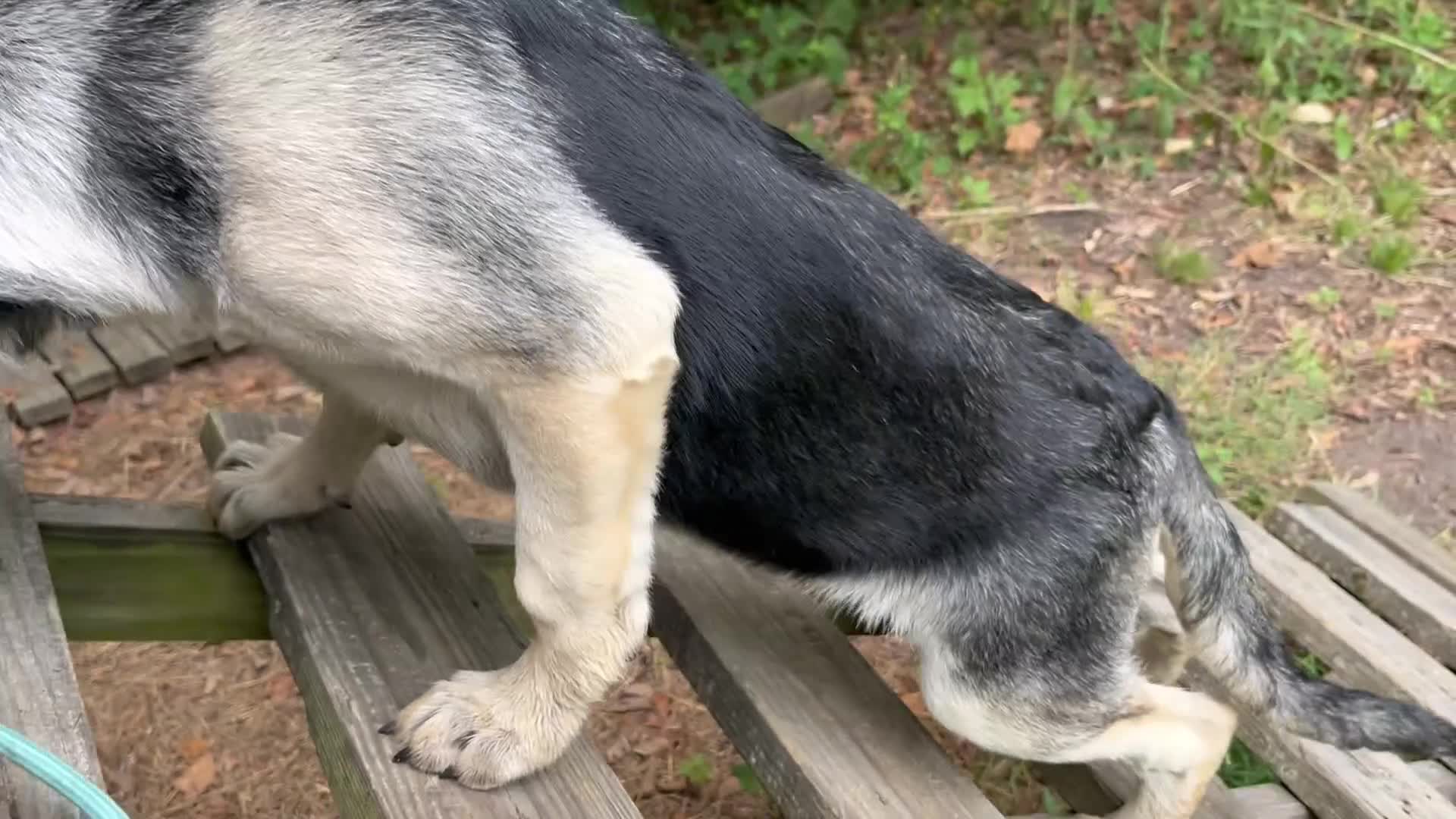 German Shepherd dogs for sale: Brooklynn  - Video 1