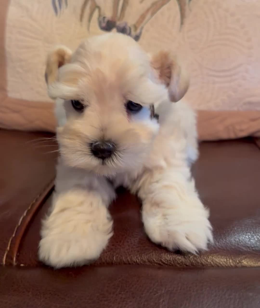 Miniature Schnauzer dogs for sale: Revere - Video 1