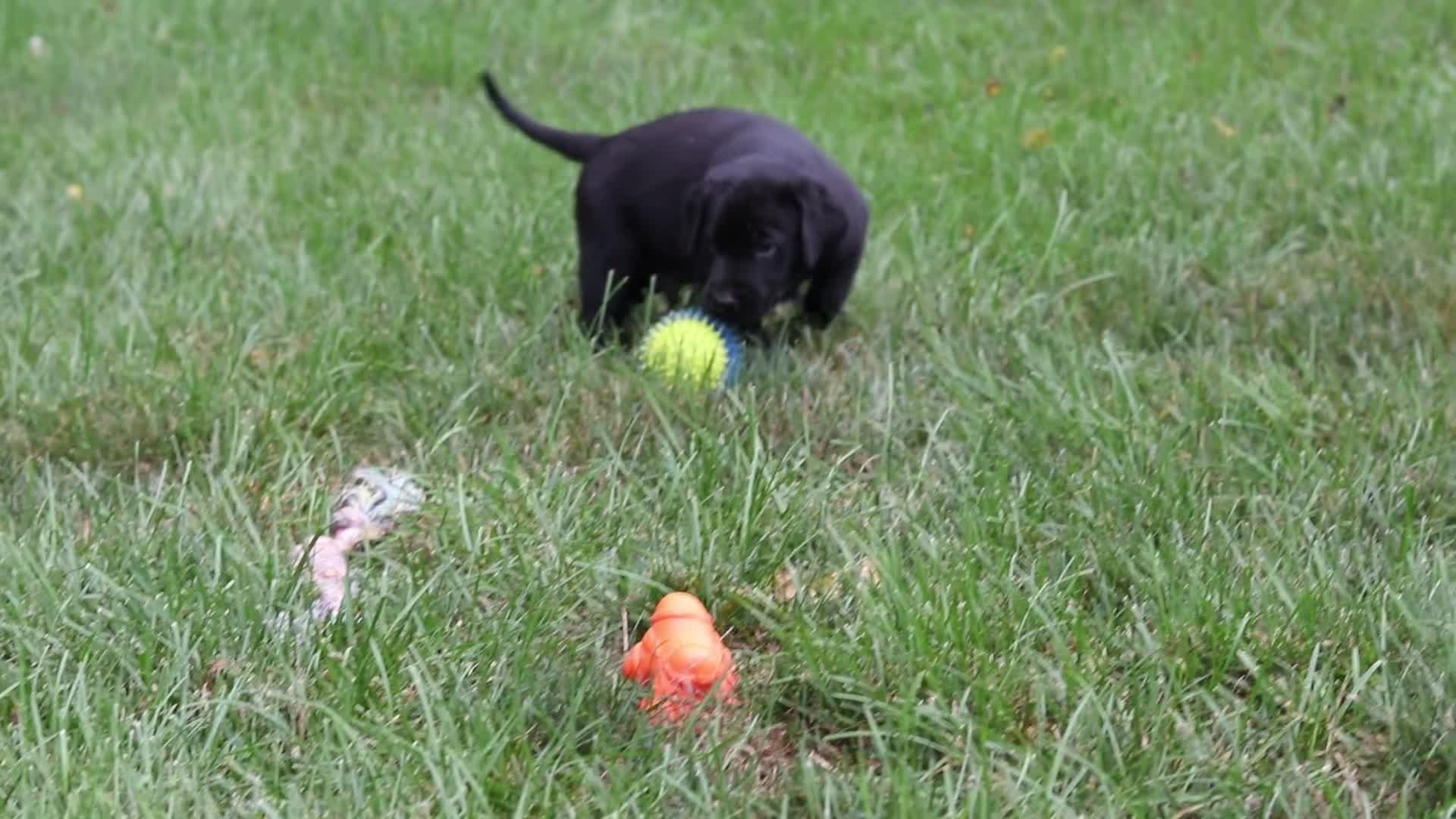 Labrador Retriever dogs for sale: Blake - Video 1