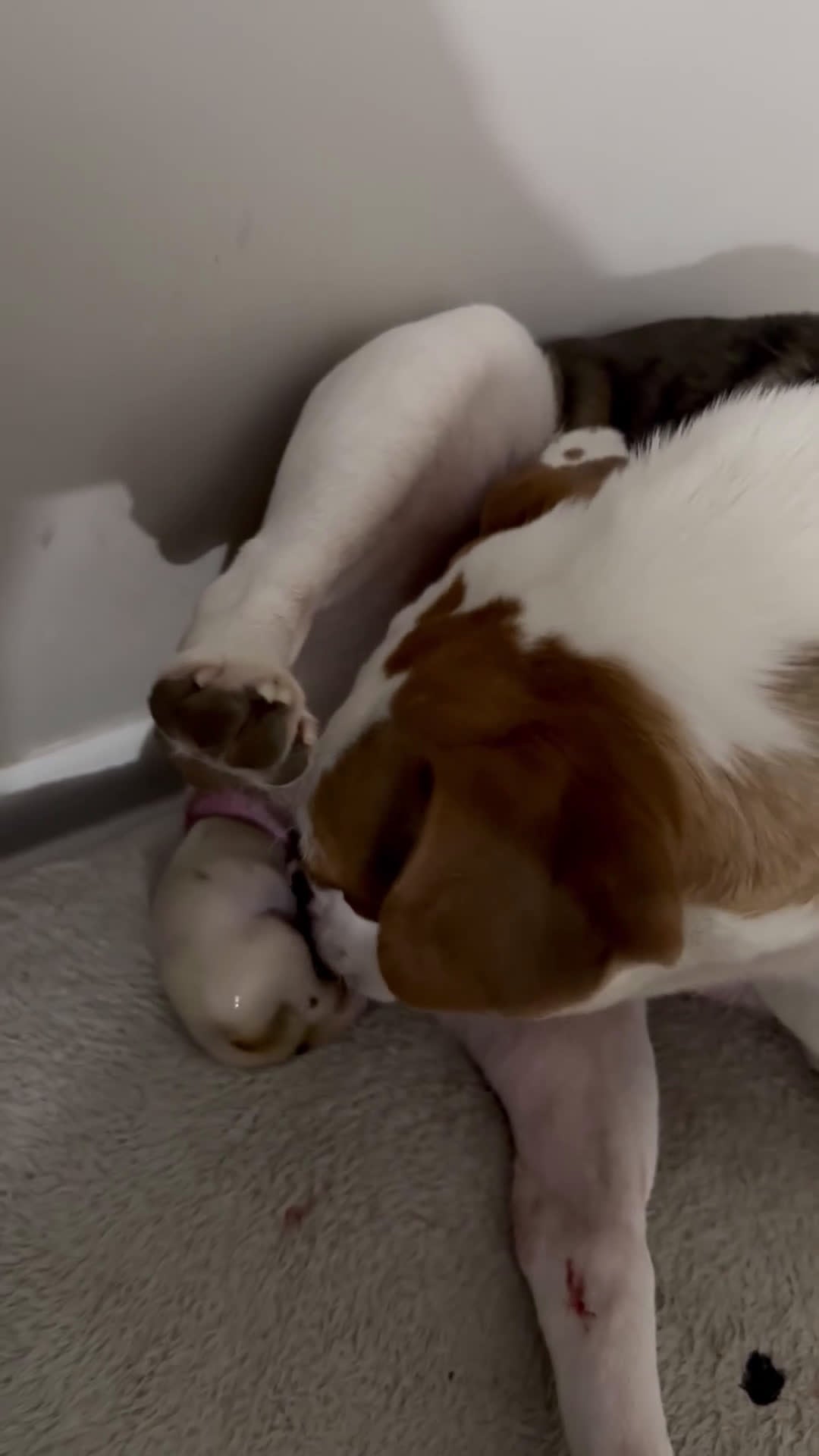 Mixed Breed dogs for sale: Oreo - Video 3