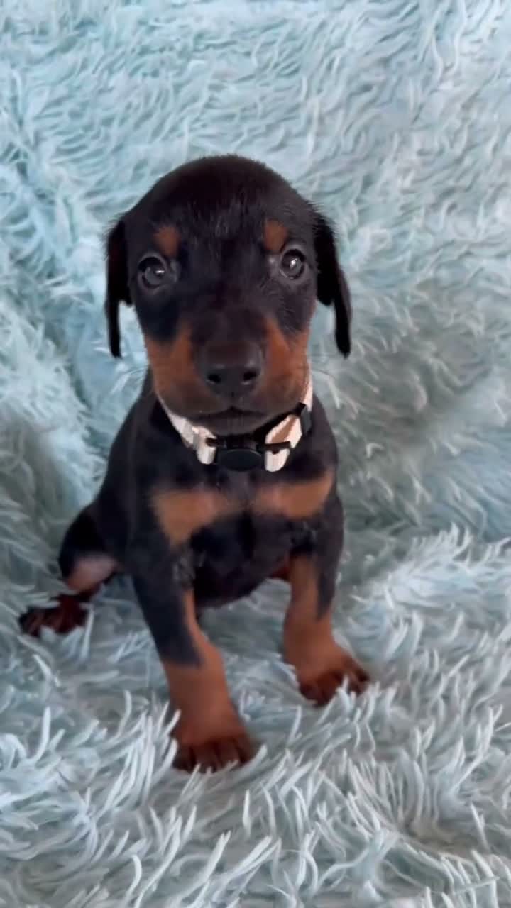 Doberman Pinscher dogs for sale: Doberman Pinscher 2 - Video 1