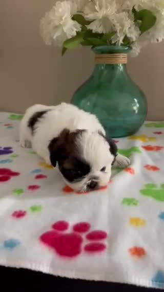 Shih Tzu dogs for sale: Oreo  - Video 1