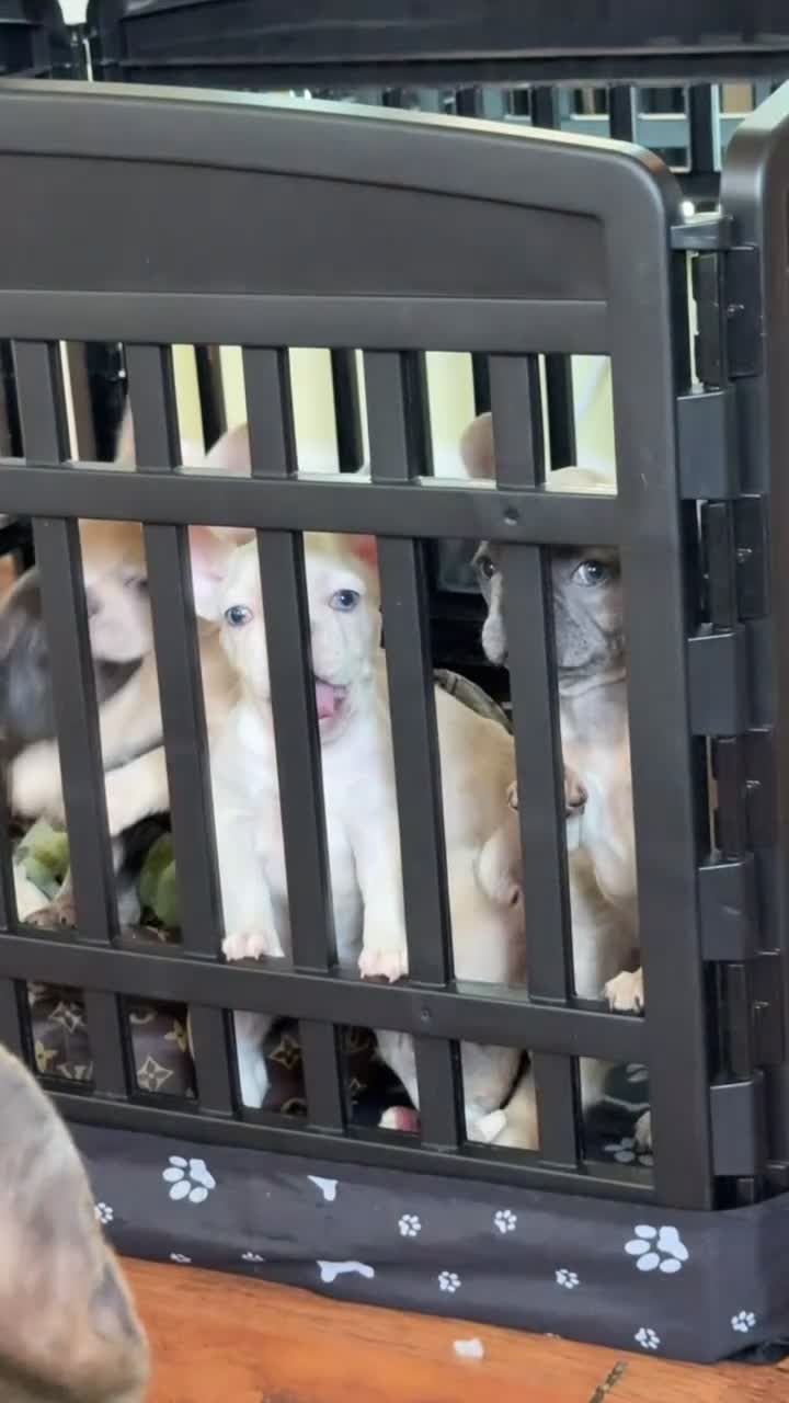 French Bulldog dogs for sale: Winnie - Video 4