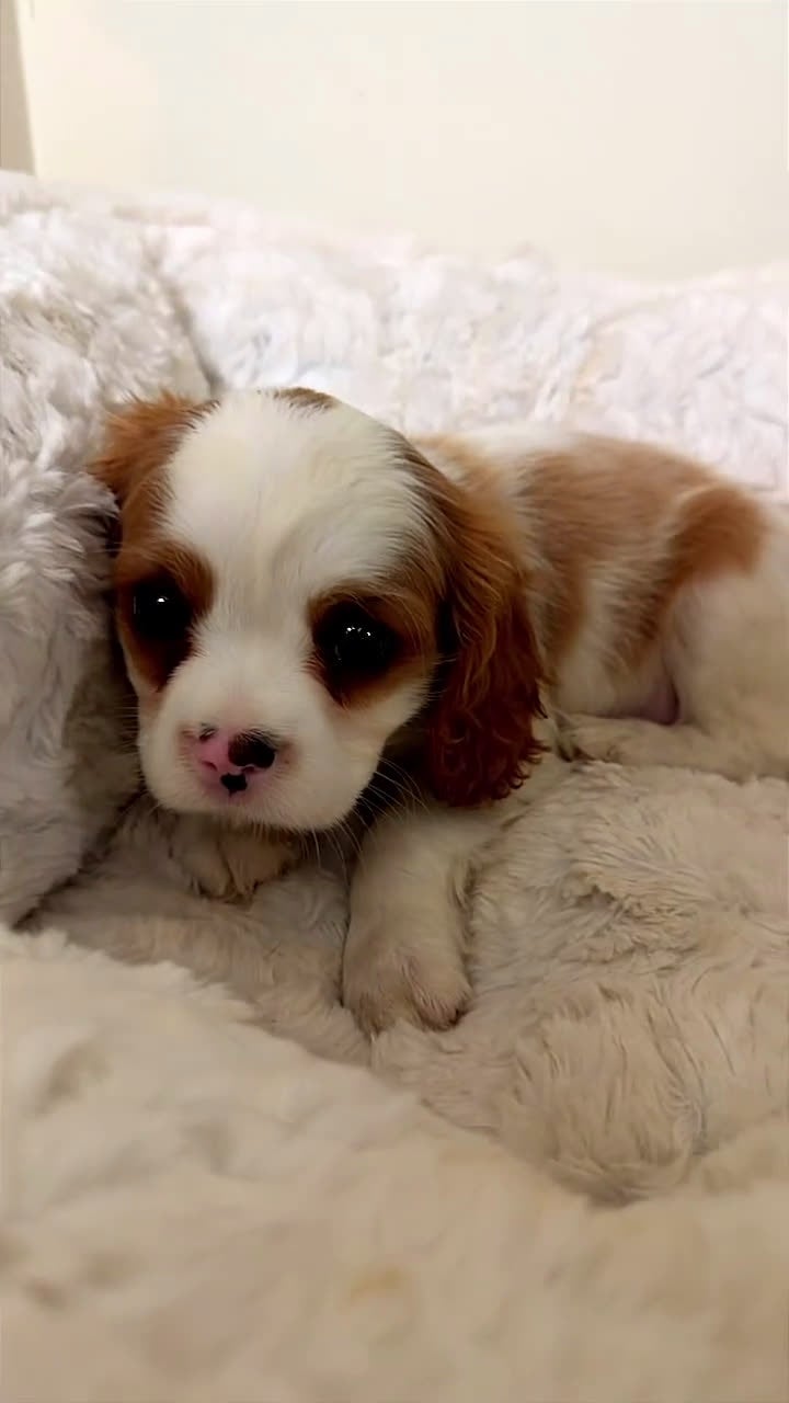 Cavalier King Charles Spaniel dogs for sale: Waffles  - Video 1