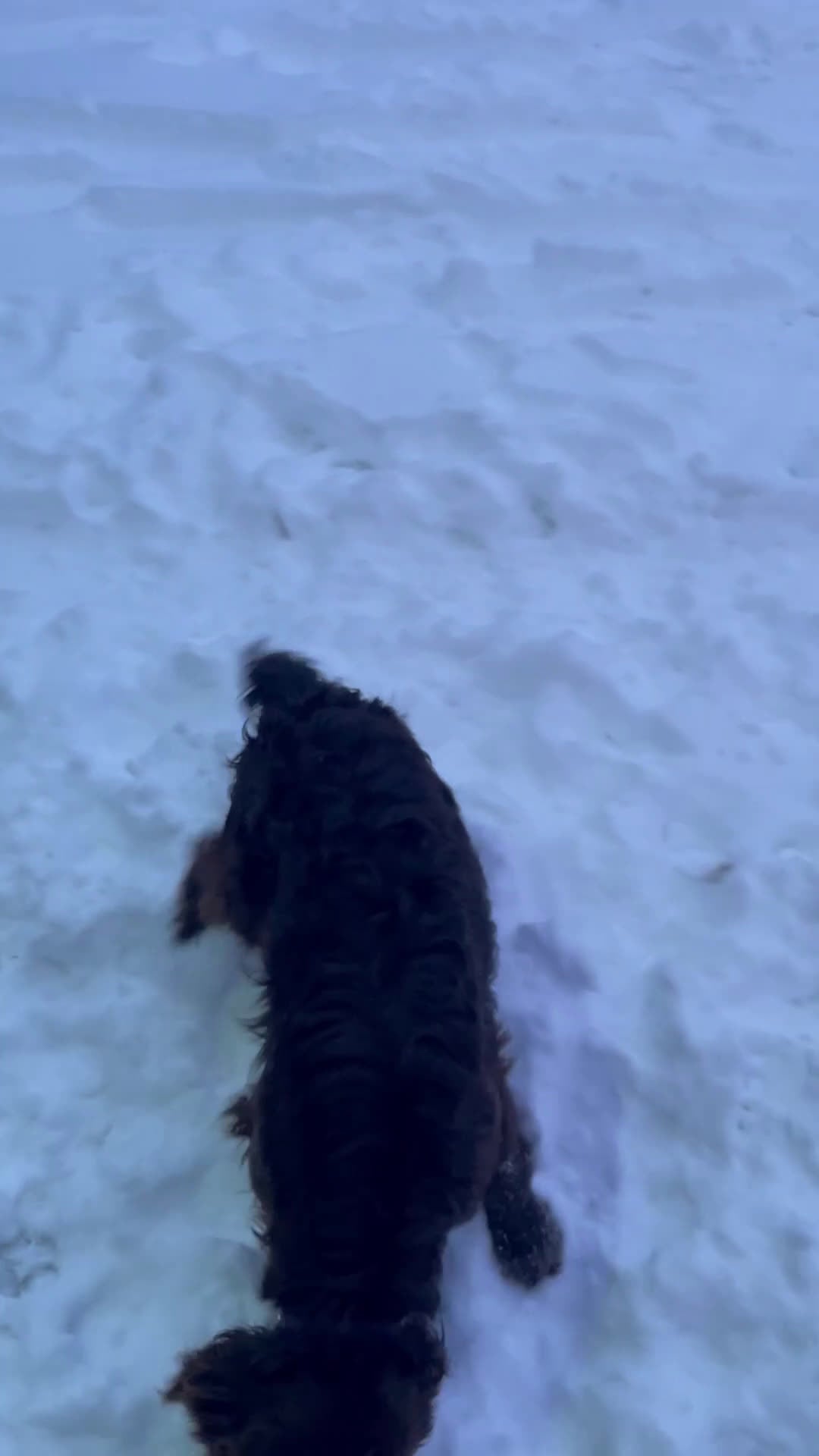 Boykin Spaniel dogs for sale: Boykin Spaniel Puppy 2 - Video 1