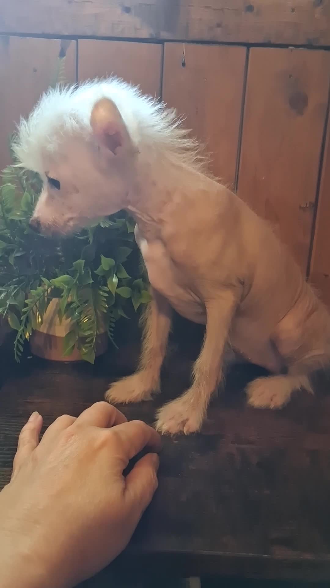 Chinese Crested dogs for sale: Pinky - Video 1