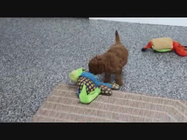 Mini Goldendoodle dogs for sale: Arnold - Video 6