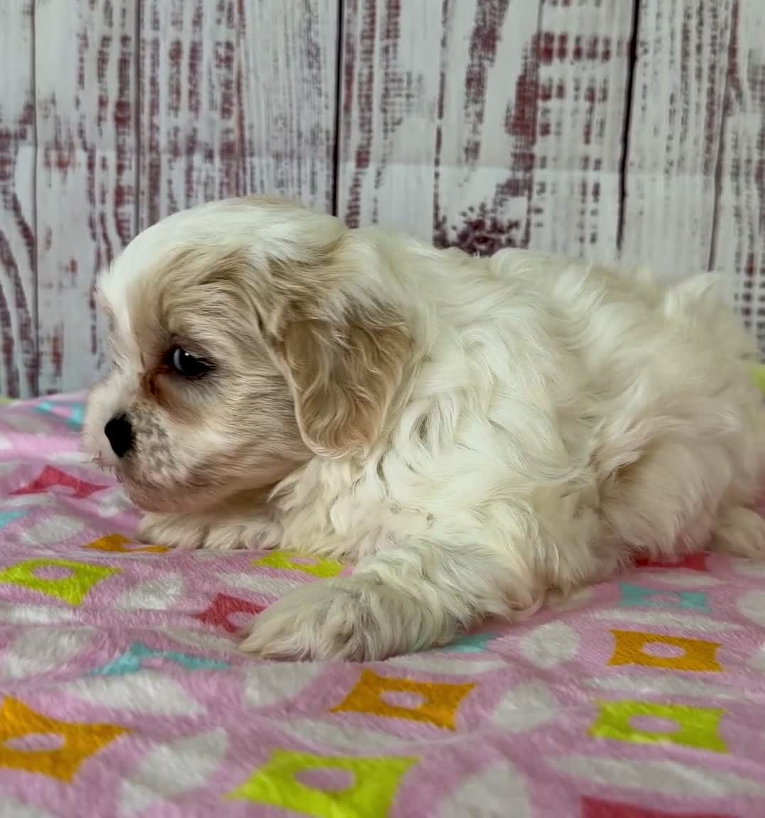 Teddy Bear dogs for sale: Tender heart Bear - Video 1