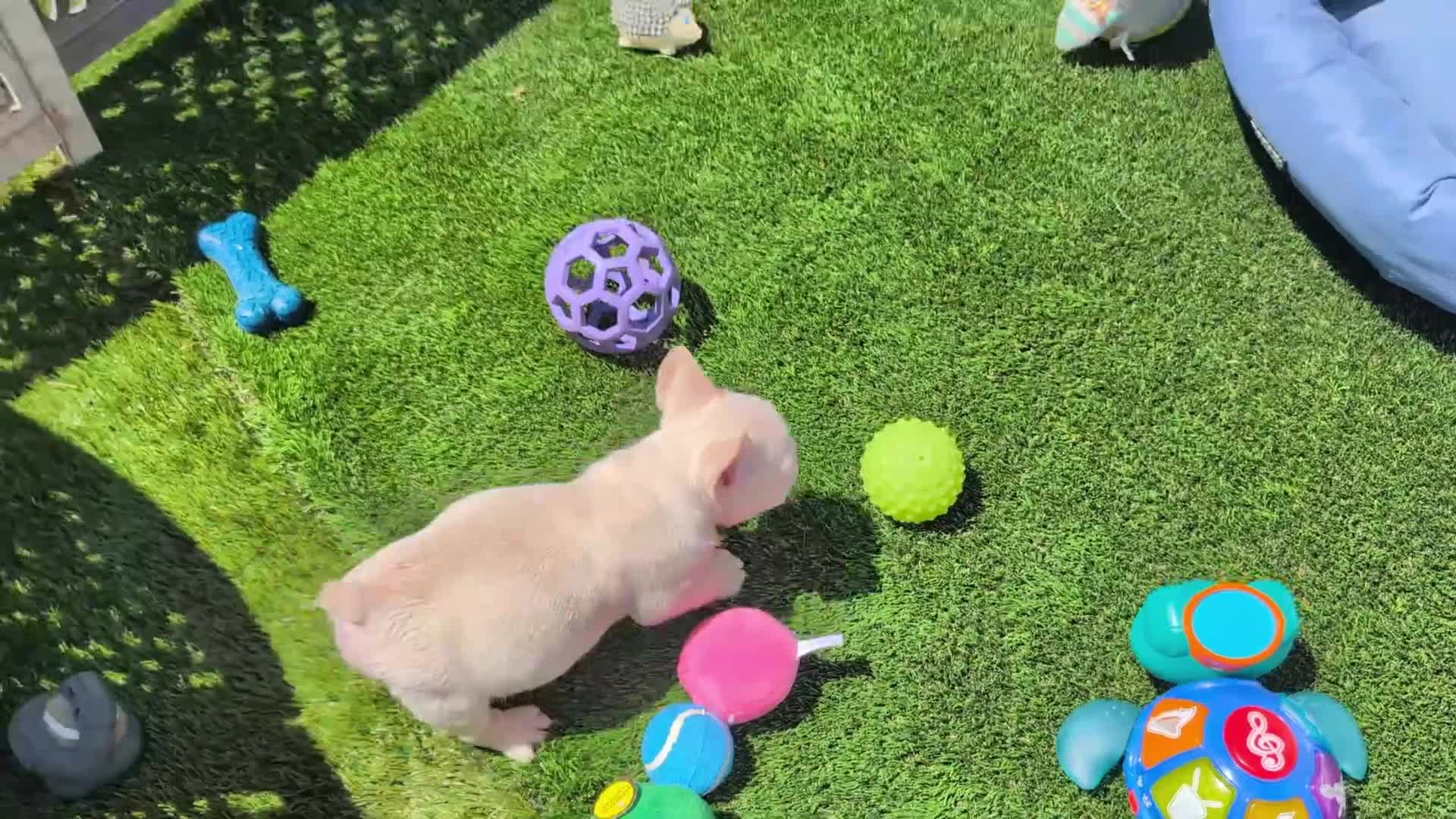 French Bulldog dogs for sale: ALEX - Video 1