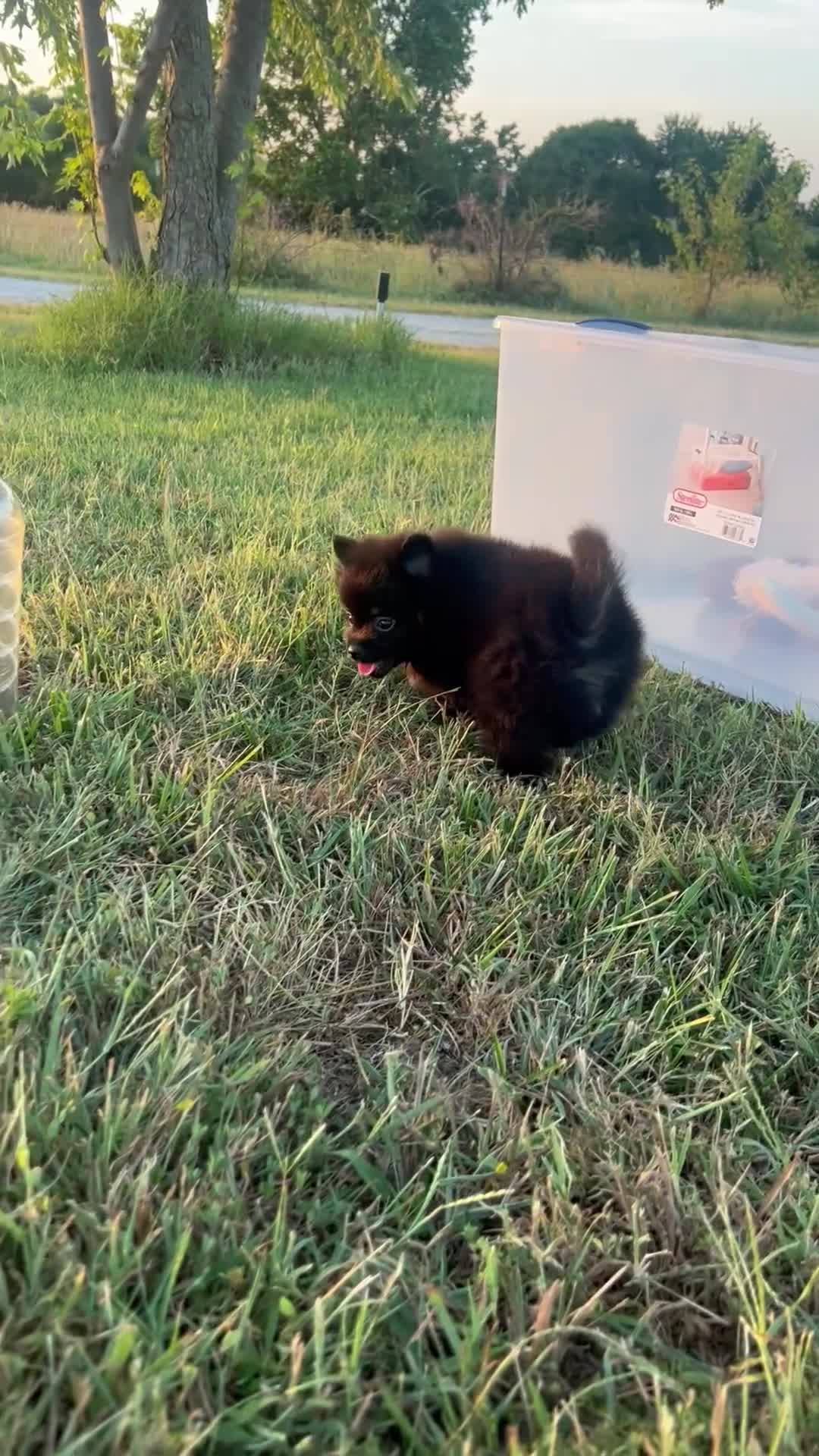 Pomeranian dogs for sale: Prince - Video 4