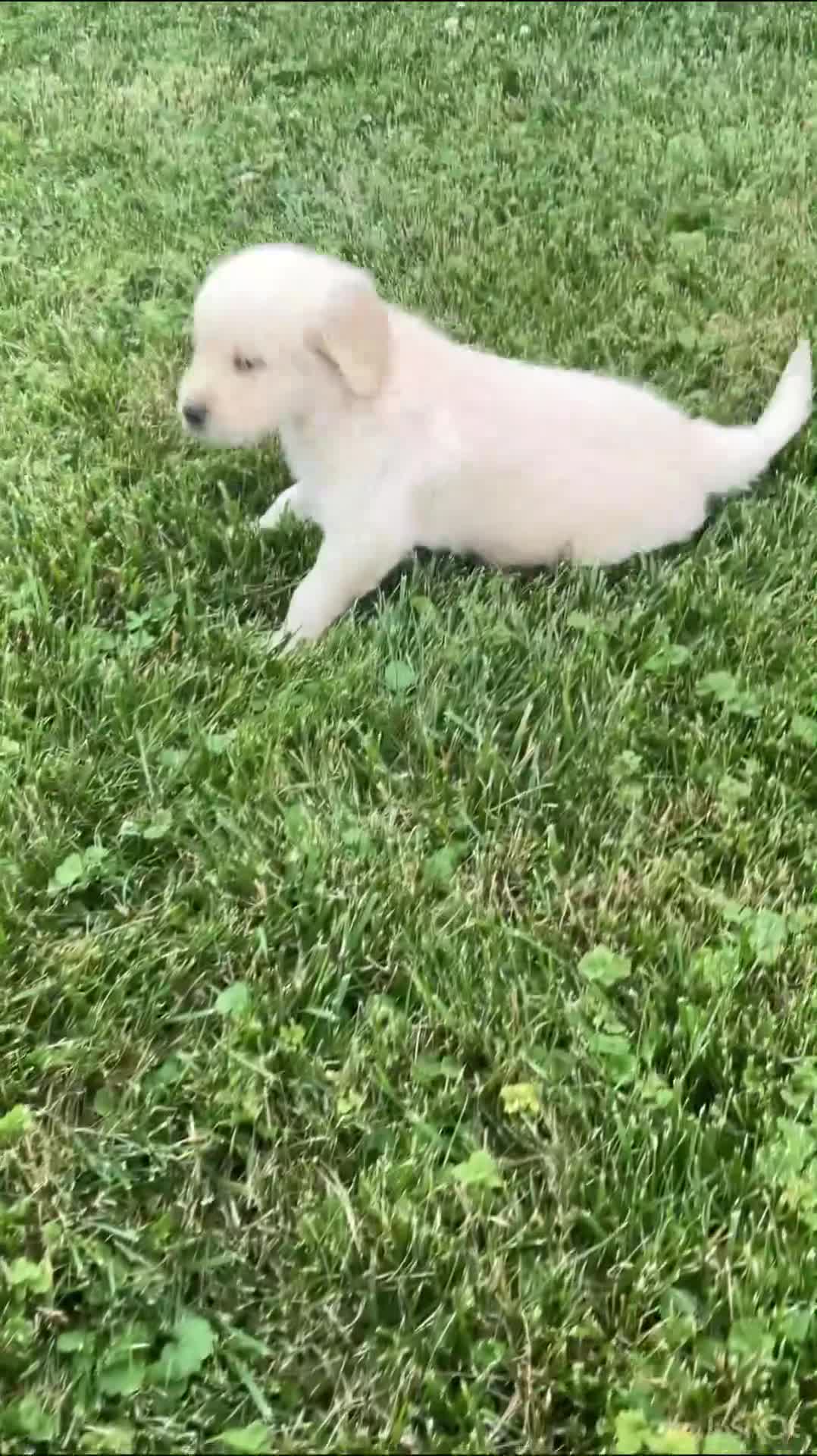 Golden Retriever dogs for sale: Jasper 8243 - Video 1