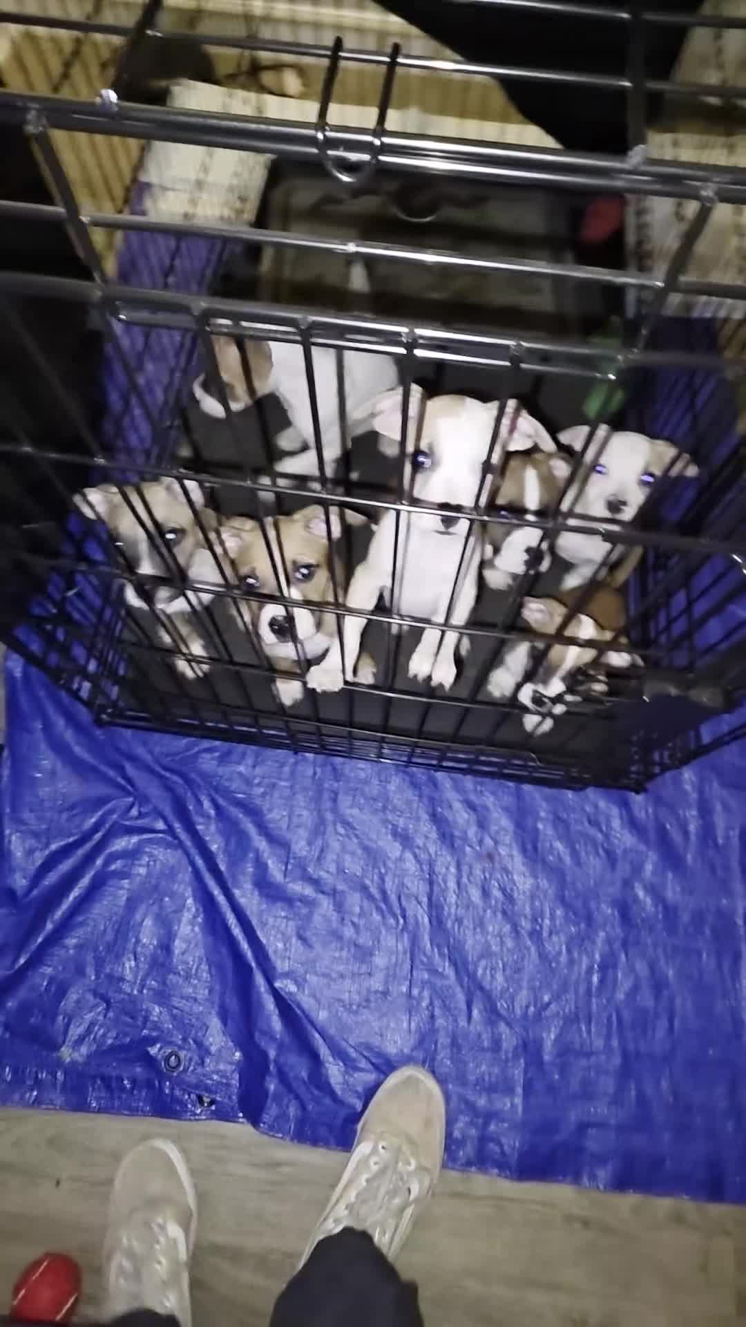 Mixed Breed dogs for sale: Teenie Tuna - Video 3