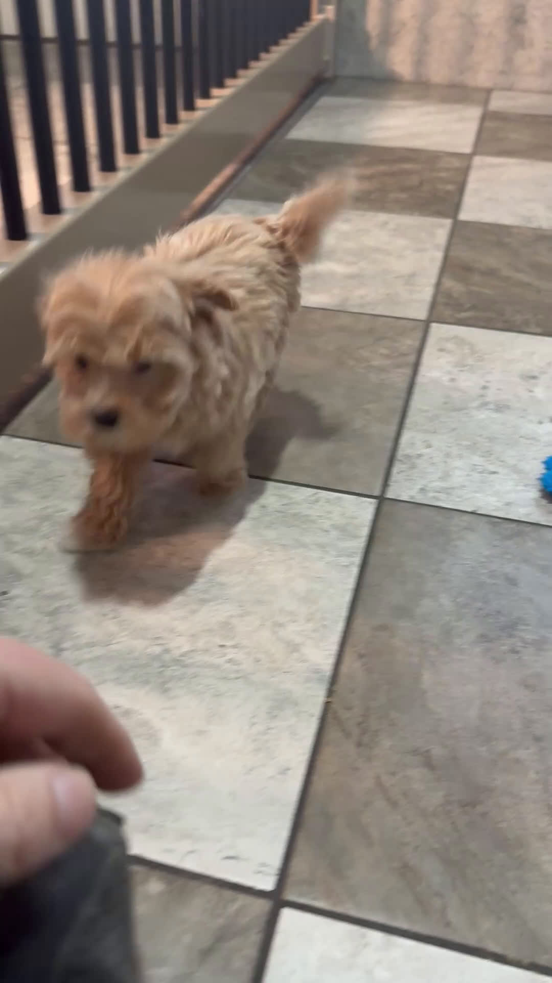 Maltipoo dogs for sale: Joy - Video 1