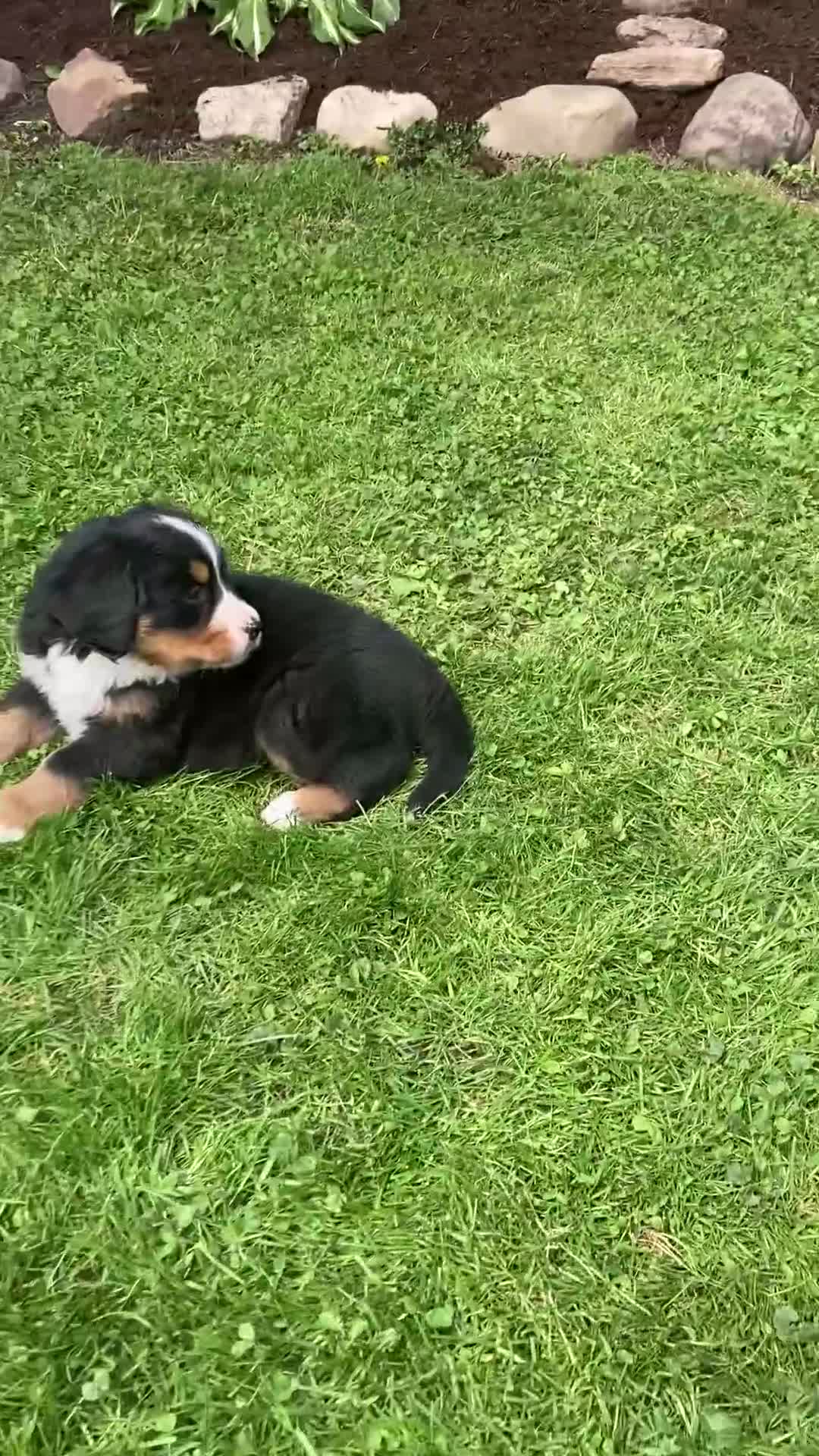 Bernese Mountain Dog dogs for sale: Paris  - Video 1