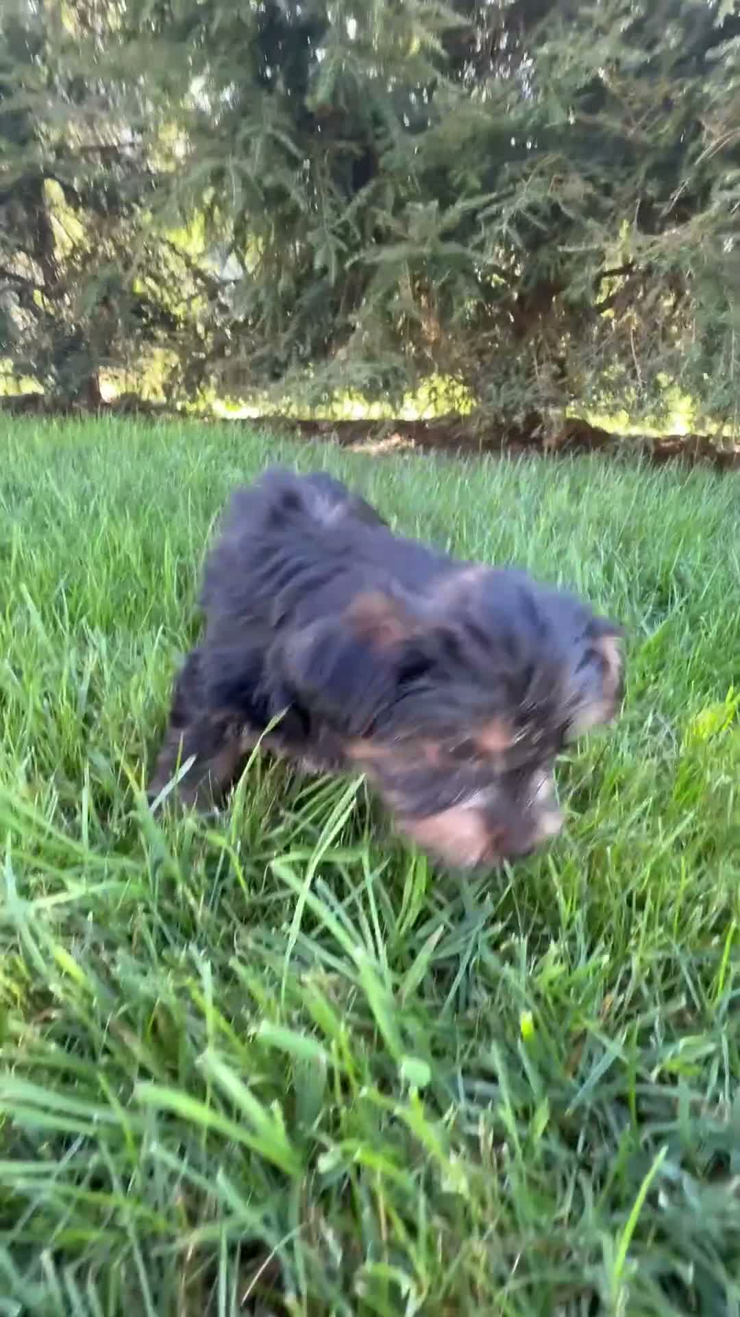 Yorkshire Terrier dogs for sale: Dakota - Video 1
