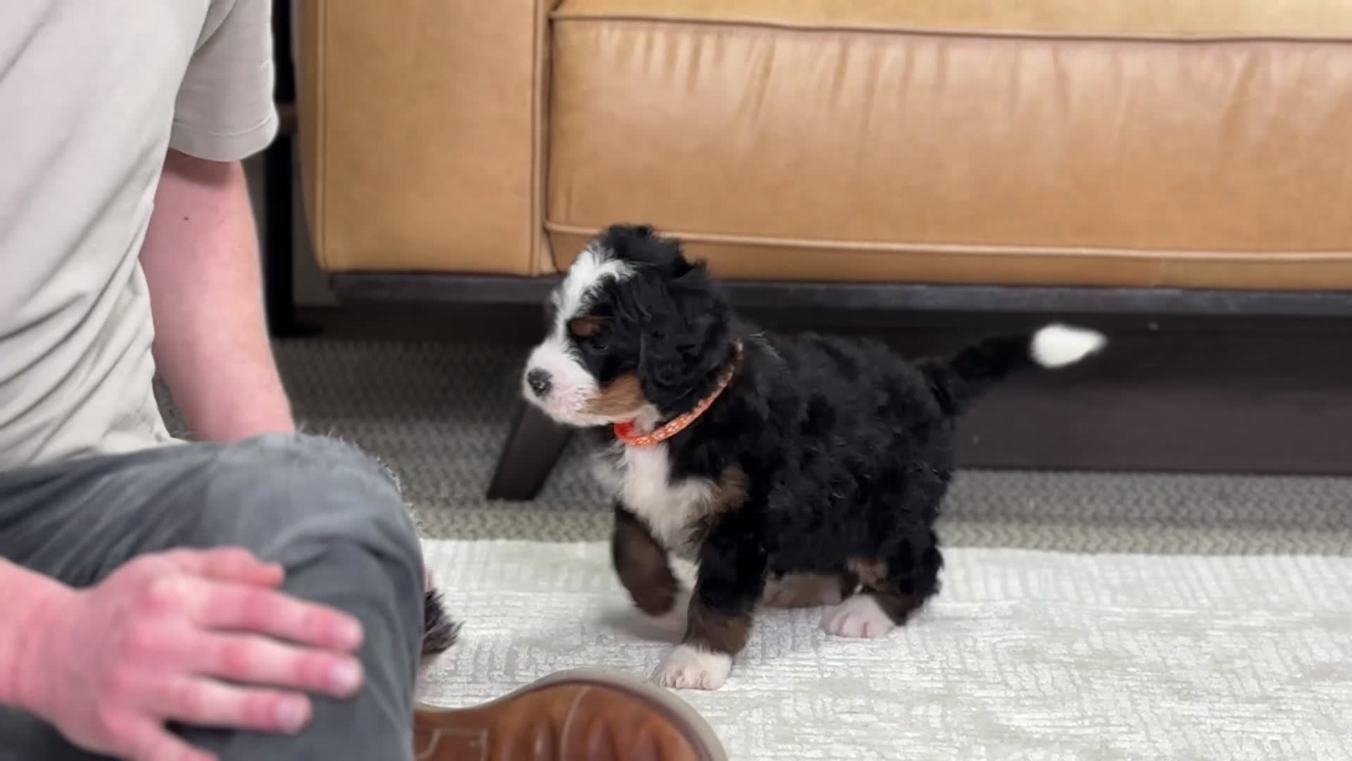 Mini Bernedoodle dogs for sale: Hawk - Video 1