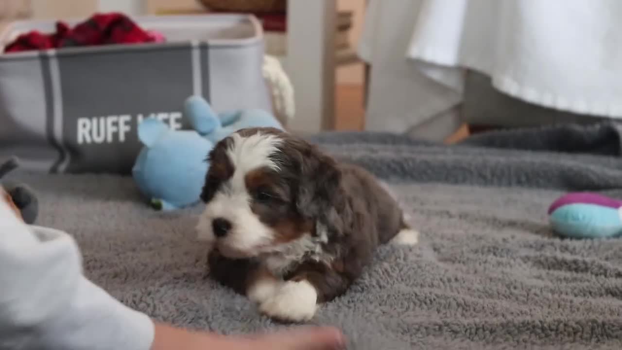 Mini Bernedoodle dogs for sale: Makenzie - Video 1