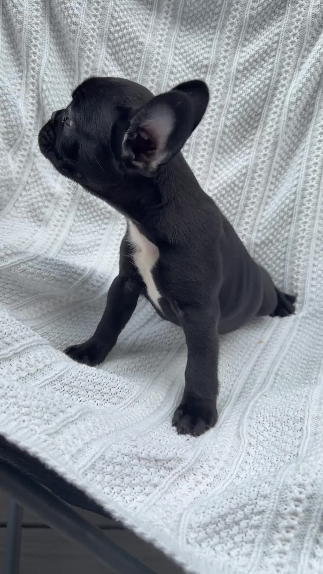 French Bulldog dogs for sale: French Bulldog Black with white on chest  - Video 2