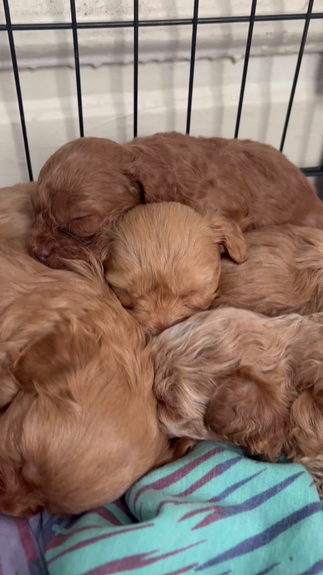 Shihpoo dogs for sale: Minnie  - Video 3