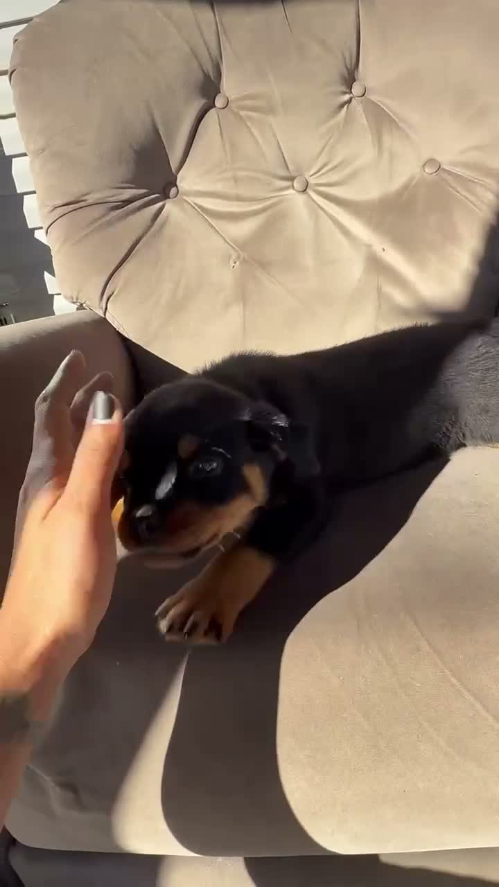 Rottweiler dogs for sale: Rottweiler 3 (Neon) - Video 1