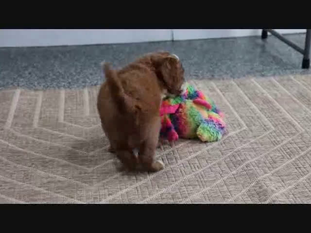Mini Goldendoodle dogs for sale: Clinton - Video 5