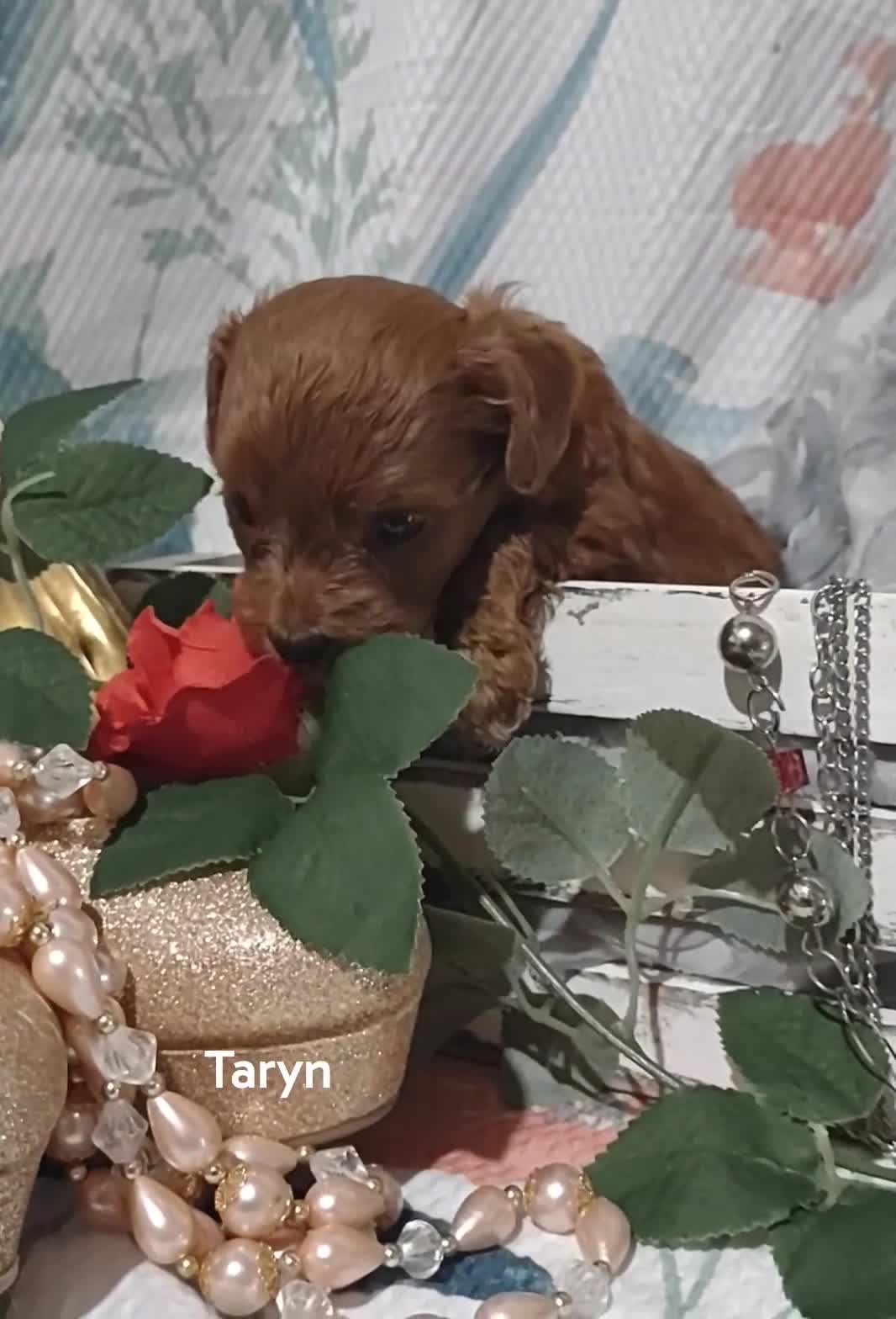 Cavapoo dogs for sale: Cavapoo 2 Tanner - Video 1