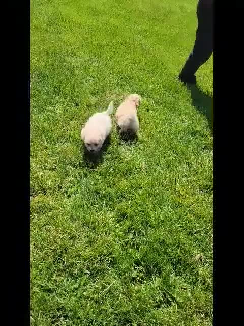 Bichpoo dogs for sale: Scotty - Video 1