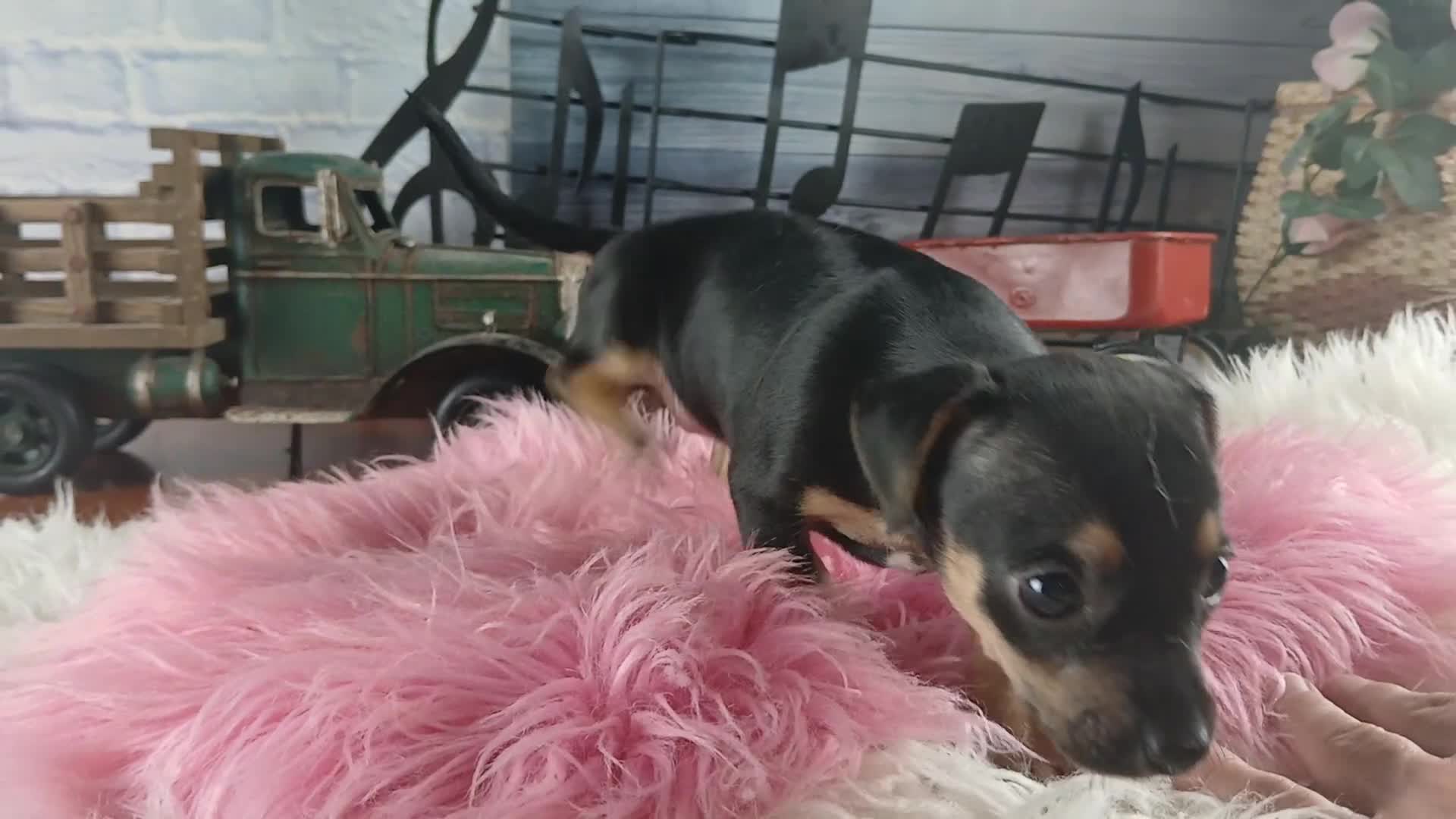 Chihuahua dogs for sale: Autumn blk tan girl. Hand Delivery  - Video 2
