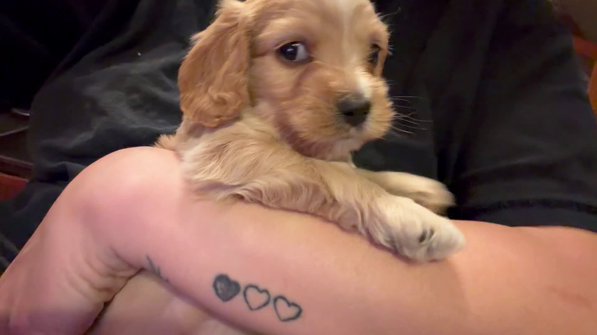 Cockapoo dogs for sale: Cockapoo Puppy 2 - Video 1