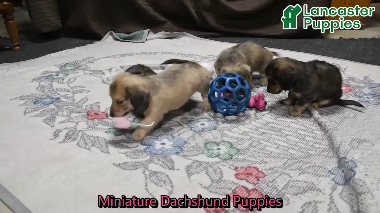 Miniature Dachshund dogs for sale: Brantley - Video 1