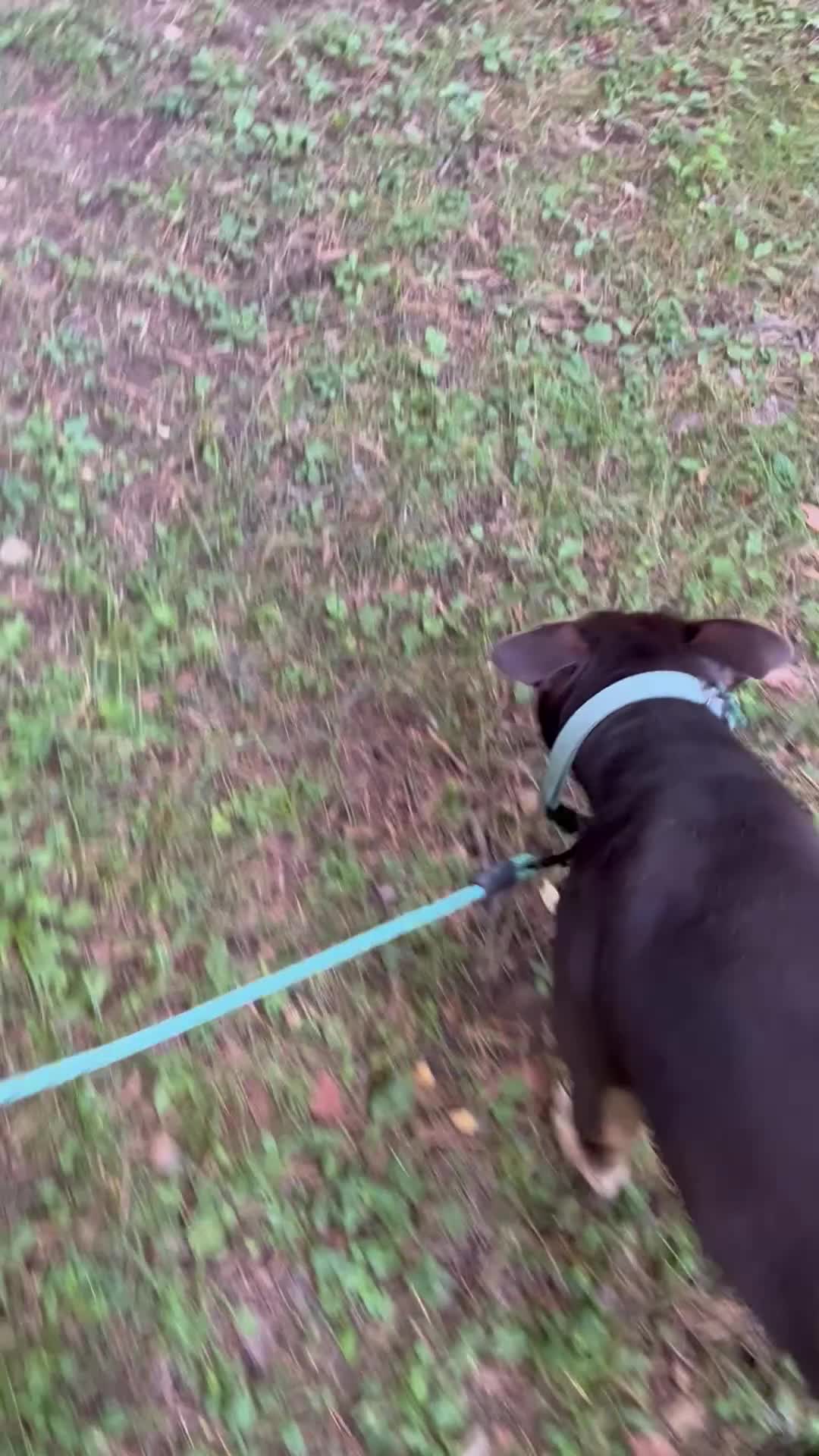 American Bully dogs for sale: Pumba - Video 1