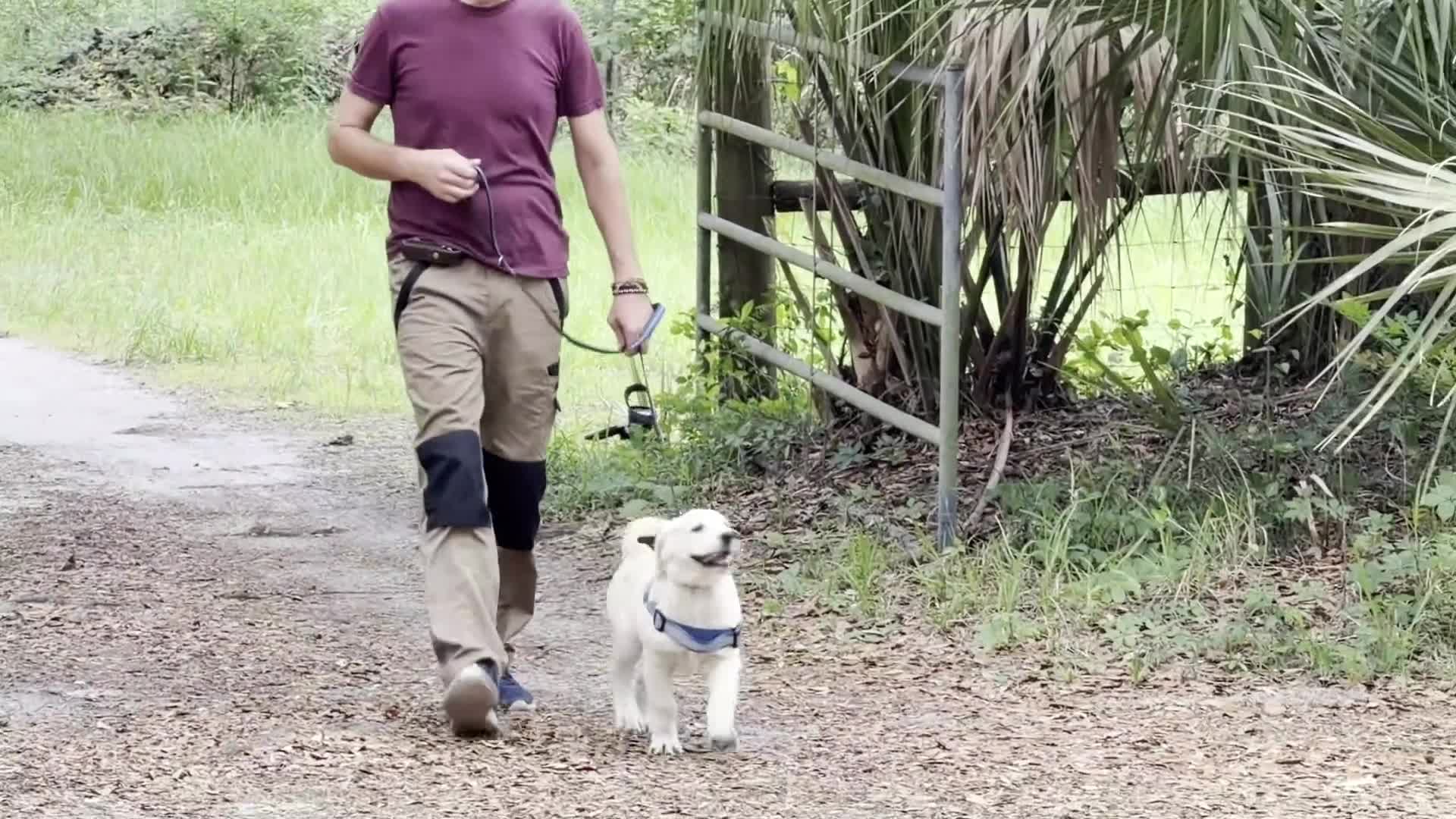 Golden Retriever dogs for sale: Golden Retriever 10 - Video 1