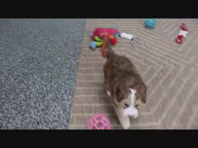 Mini Bernedoodle dogs for sale: Maggie - Video 6