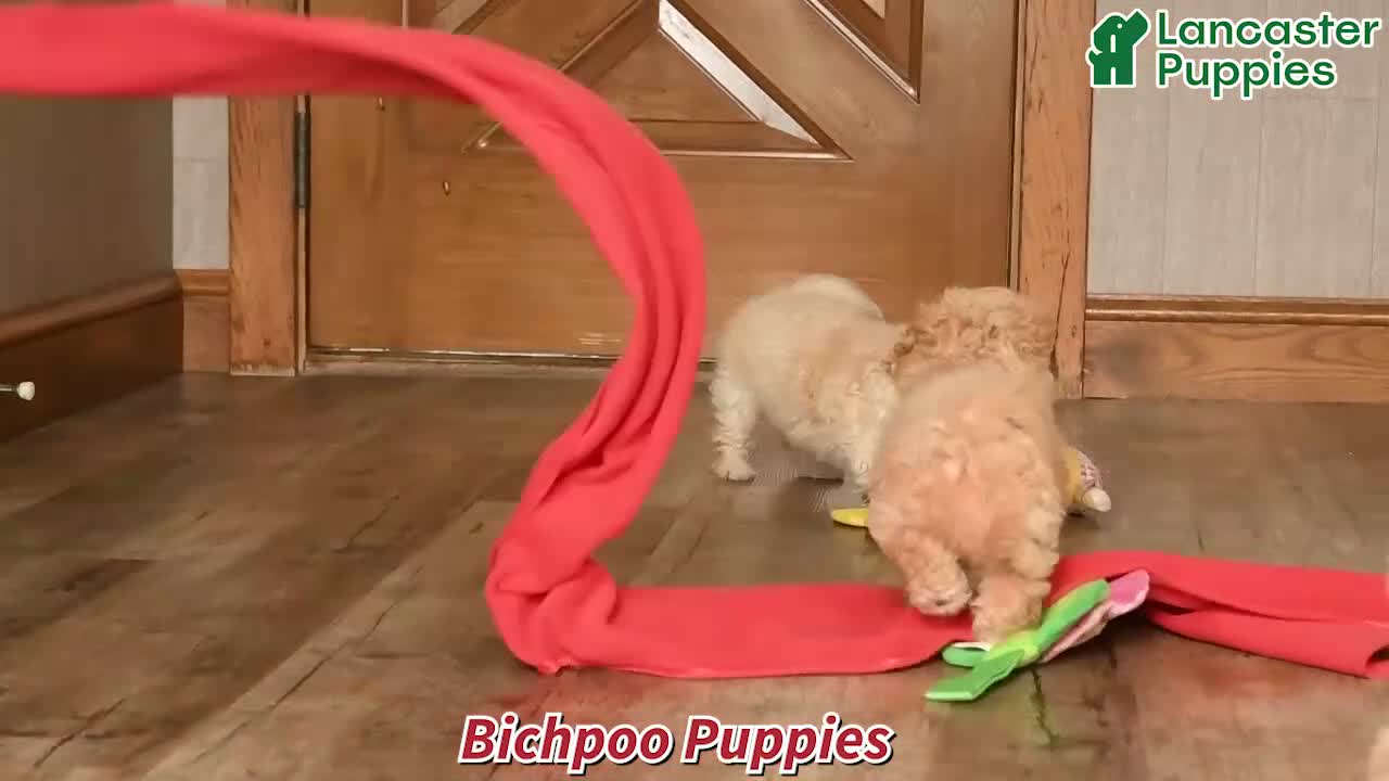 Bichpoo dogs for sale: Amber - Video 1