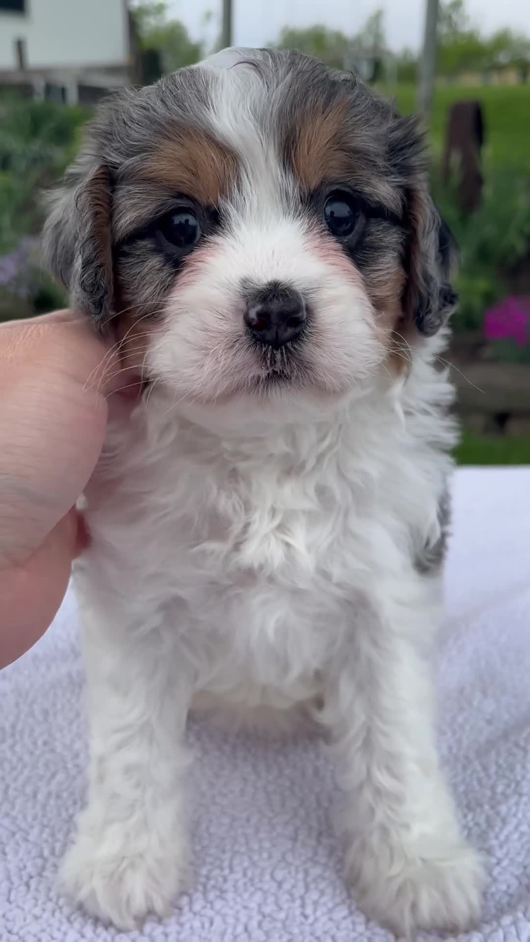 Cavapoo dogs for sale: Jade - Video 1