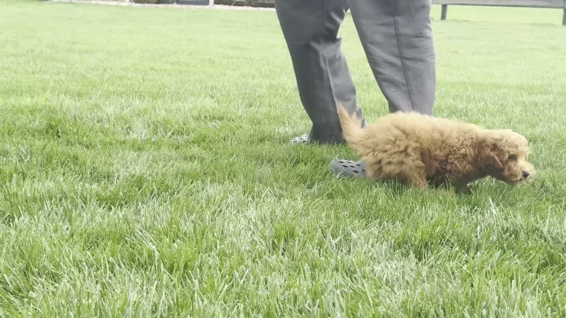 Miniature Poodle dogs for sale: Theo - Video 1