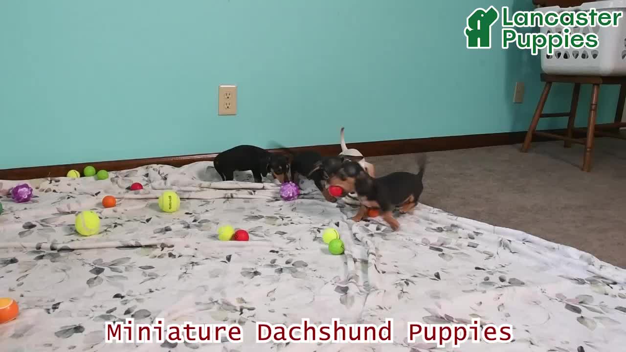 Miniature Dachshund dogs for sale: Izzy - Video 1