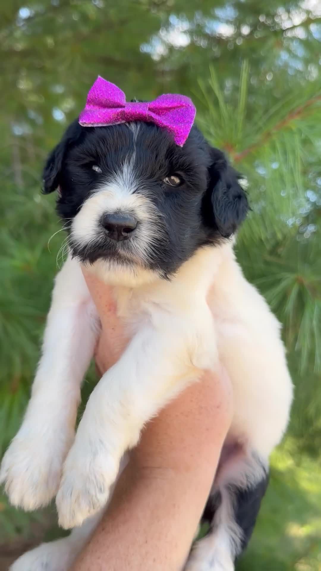 Goldendoodle dogs for sale: Magnolia - Standard F1b - Video 1