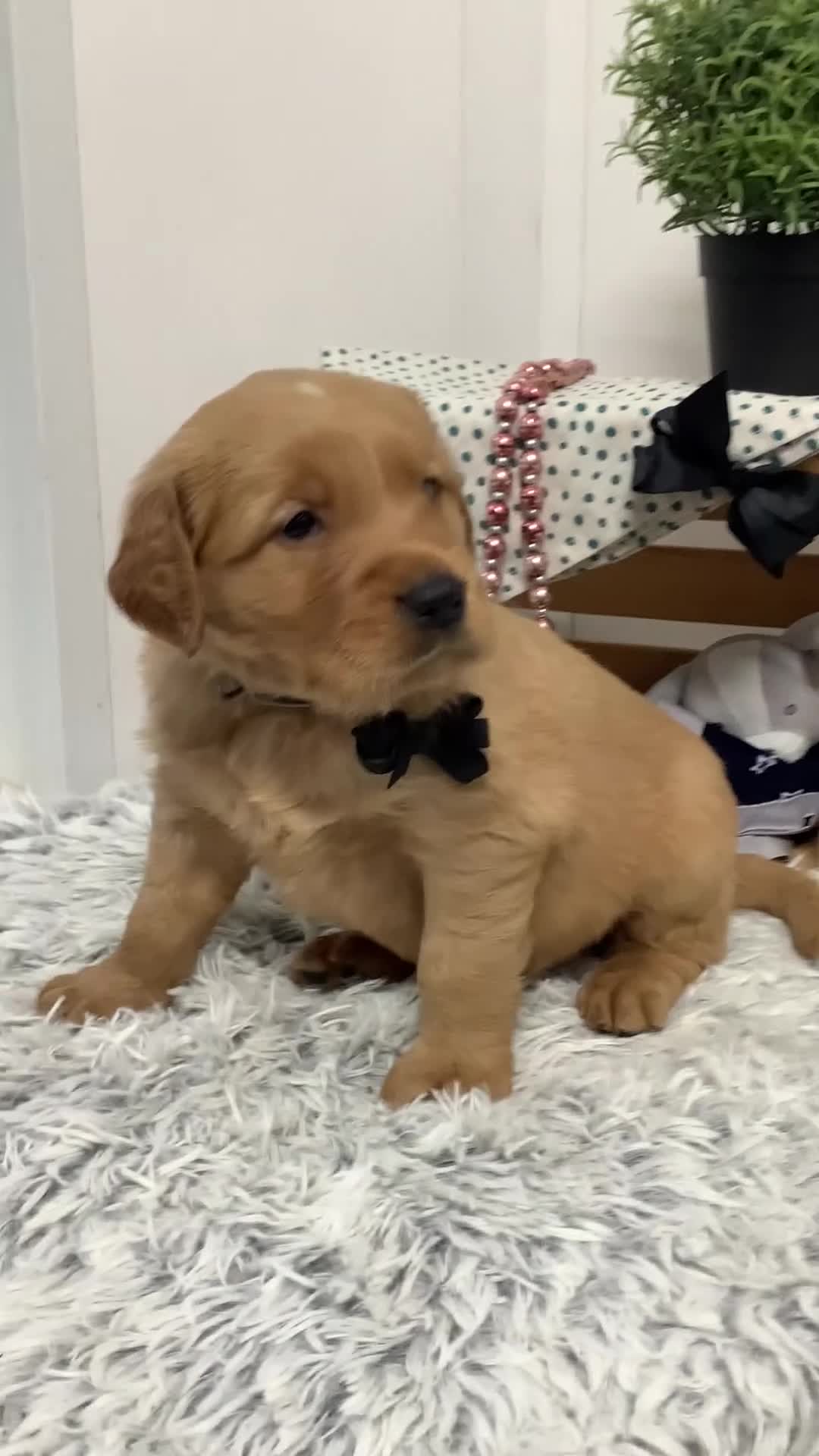 Golden Retriever dogs for sale: Golden Retriever - Fido - Video 1