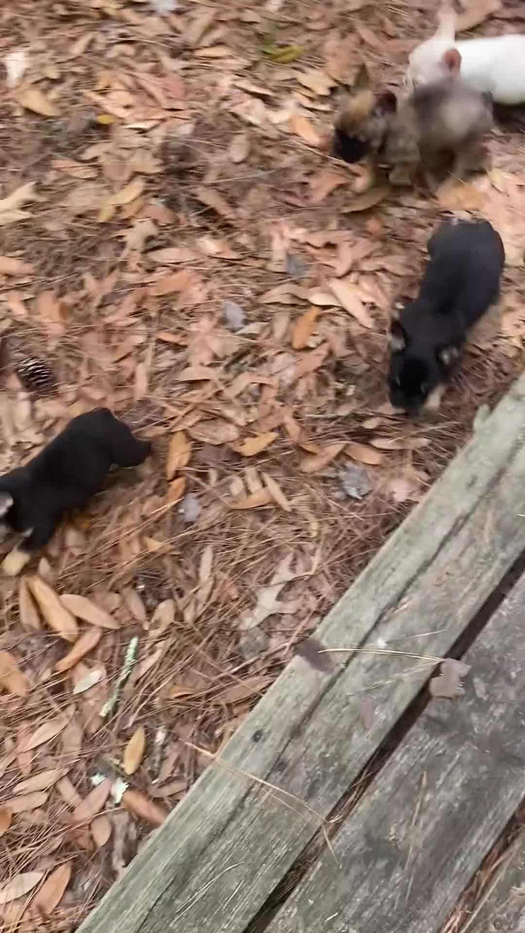 French Bulldog dogs for sale: Kahuna - Video 2