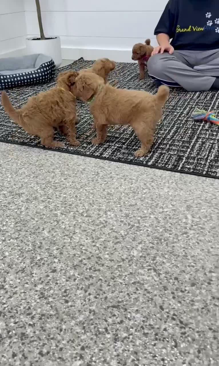 Mini Goldendoodle dogs for sale: Daisy  🌼🥰 - Video 2