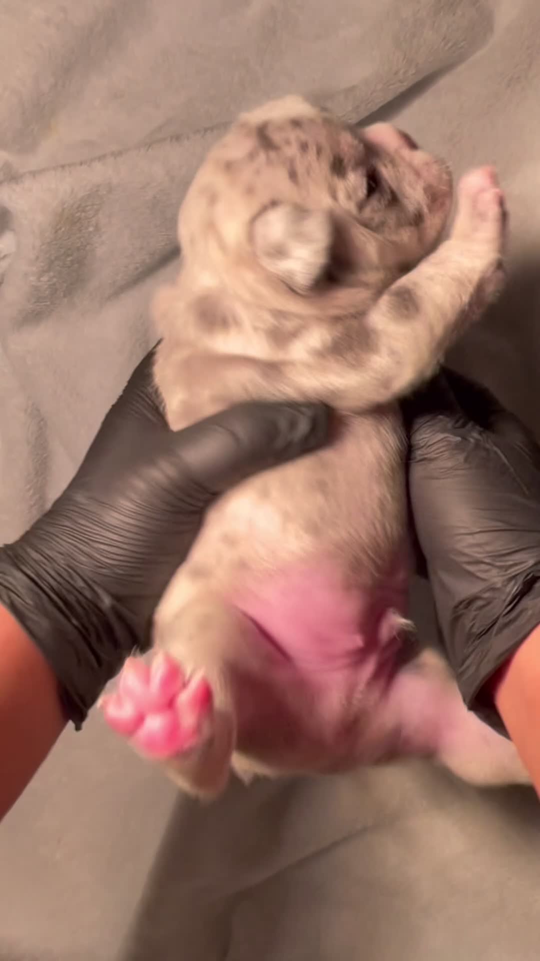 French Bulldog dogs for sale: Blake- MALE - Video 1
