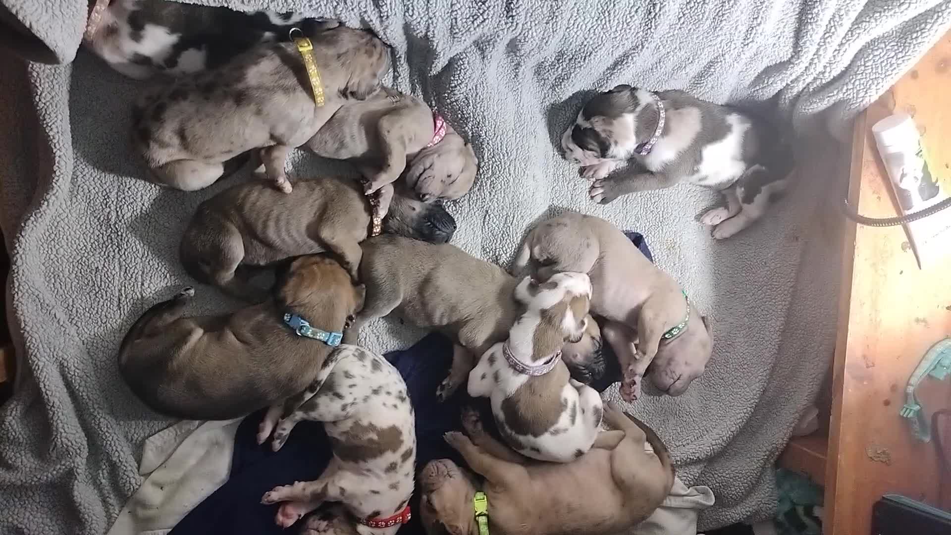 Great Dane dogs for sale: Great Dane  - Black Collar - Fawnequin - Video 3