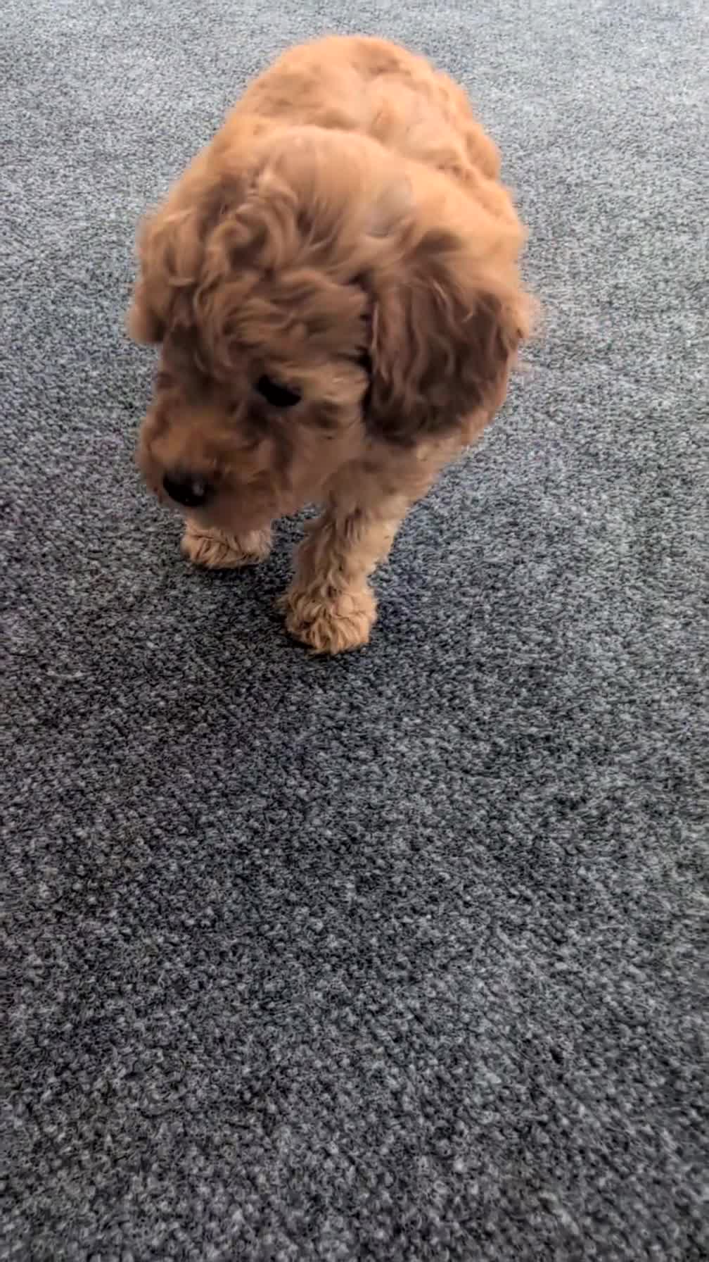 Toy Poodle dogs for sale: Vera  - Video 1