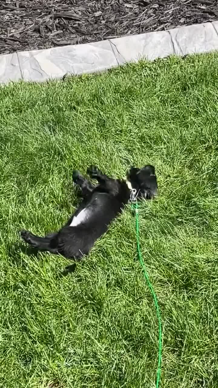 Miniature Dachshund dogs for sale: Miniature Dachshund Puppy 1 - Video 1