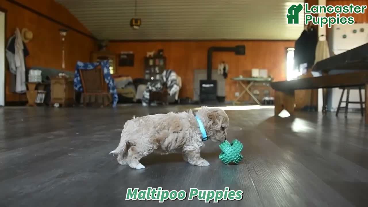 Maltipoo dogs for sale: Cottontail - Video 1