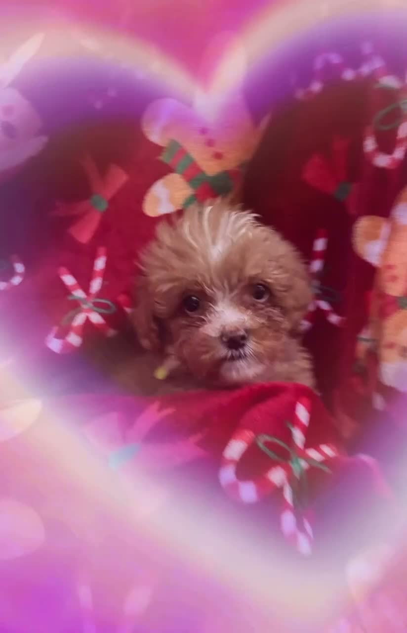 Mini Goldendoodle dogs for sale: Charlie boy  - Video 1