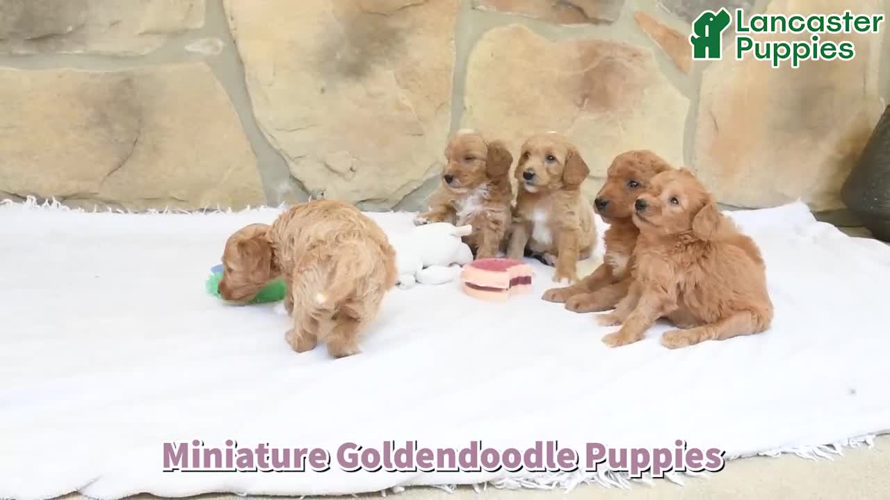 Mini Goldendoodle dogs for sale: Reba - Video 1