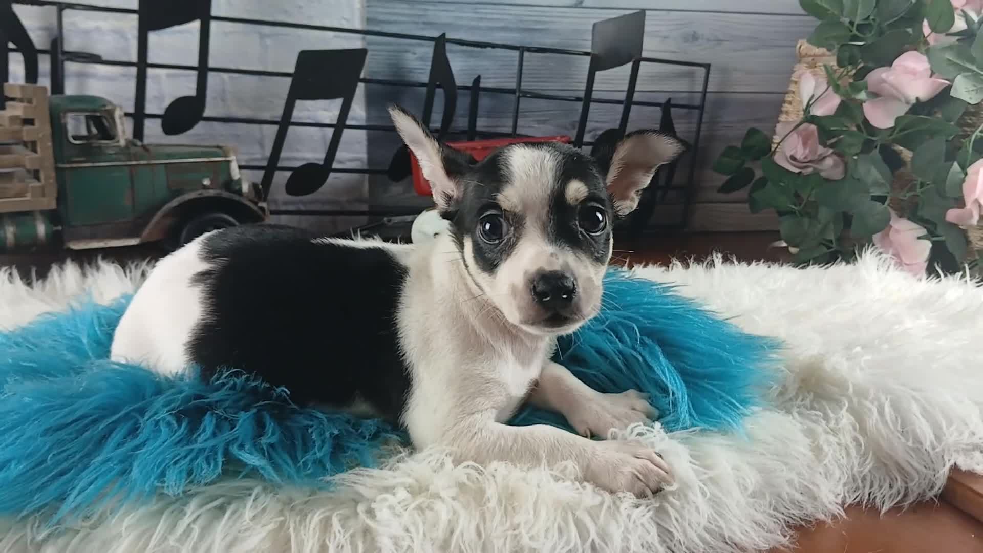 Chihuahua dogs for sale: White blk tri male Hand Delivery  - Video 4