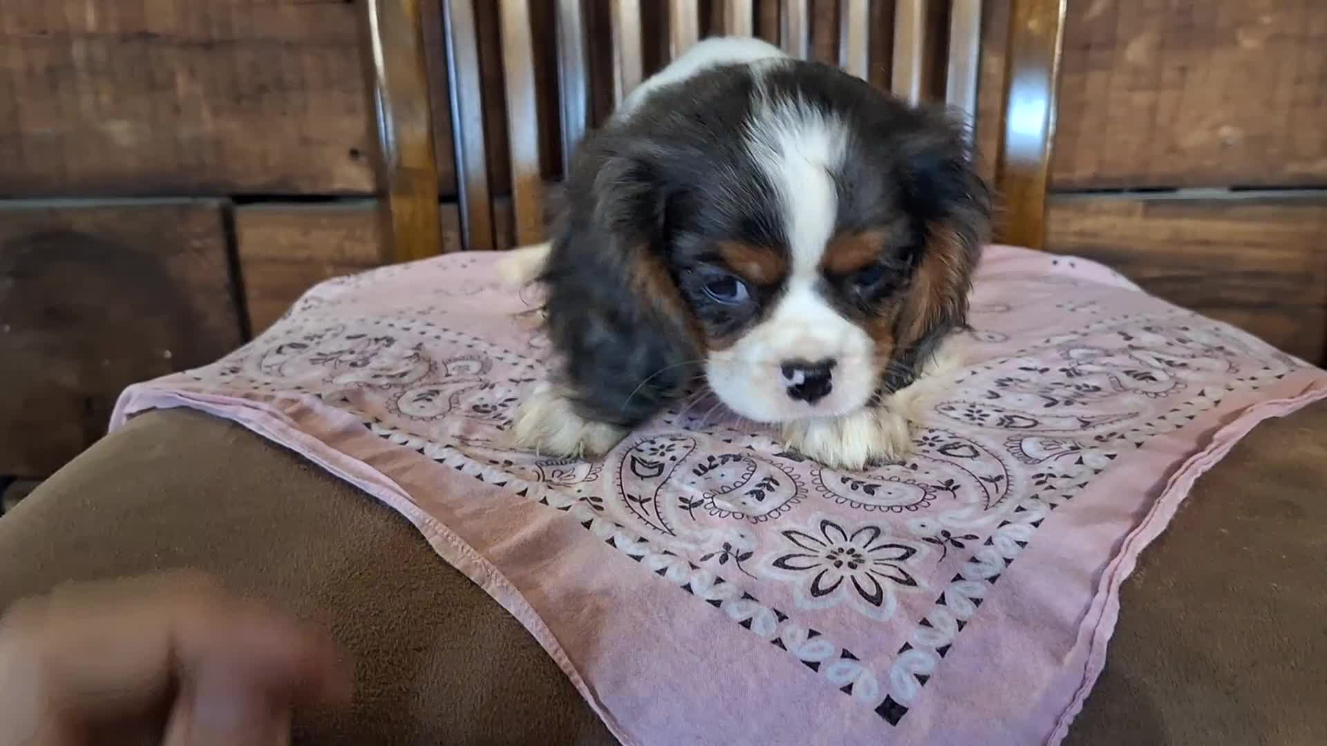 Cavalier King Charles Spaniel dogs for sale: Dorothy - Video 1